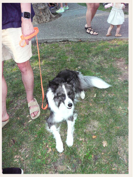 Dog near owner in the Park - vintage camera shot