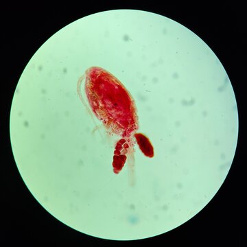 Microscopic View of a Water Flea in a Laboratory Setting