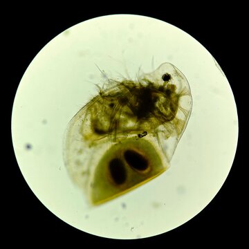 Microscopic View of a Water Flea in a Laboratory Setting