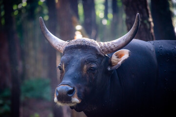 Wild banteng in a tropical forest reserve, its curved horns and sturdy frame illuminated by dappled sunlight through the trees.