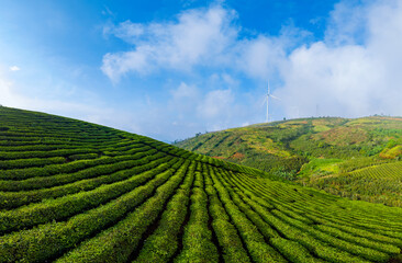 Verdant tea plantation landscape in Da lat, Vietnam under blue sky with wind turbines