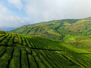 Aerial view Lush green tea plantation landscape in Da lat, Vietnam hills