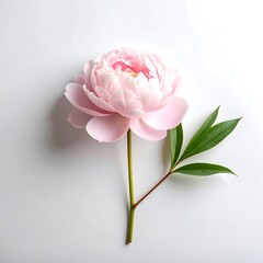 Delicate pink peony on white (1)