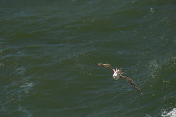 seagull over the sea rear view