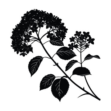 Black silhouette of hydrangea flowers and leaves on white background vector 1