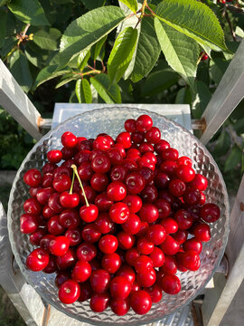 Cherry Harvest UGC