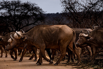 Fototapeta premium Wild life Safari in the Kruger National Park