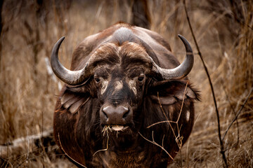 Fototapeta premium Wild life Safari in the Kruger National Park