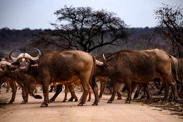 Wild life Safari in the Kruger National Park