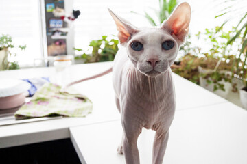 Hairless sphynx cat standing on a kitchen table near plants