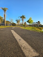Obraz premium palm trees on the road
