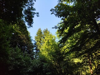 Beautiful forest photos