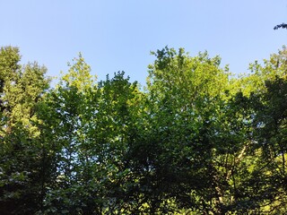 Beautiful forest photos