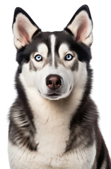 Fototapeta premium PNG Mammal animal pet dog.