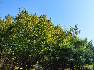 Beautiful forest photos