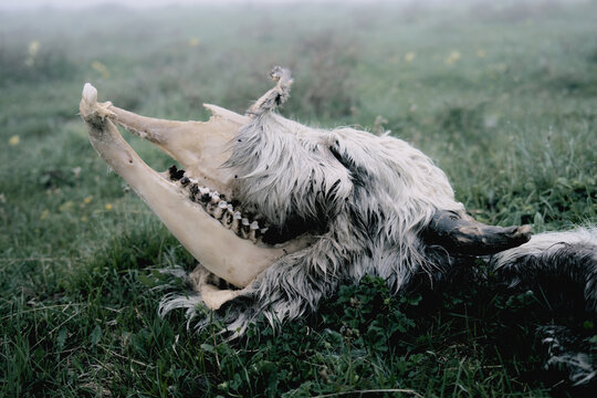 Skull resting on grass in foggy meadow