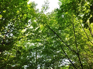 Beautiful forest photos