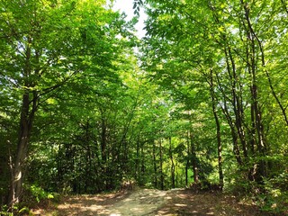 Obraz premium Beautiful forest photos