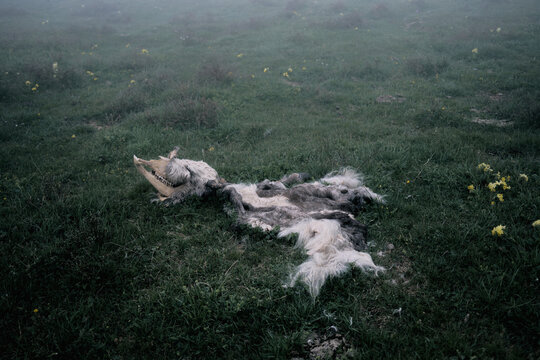 Animal carcass laying on grass in foggy landscape