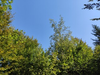 Beautiful forest photos