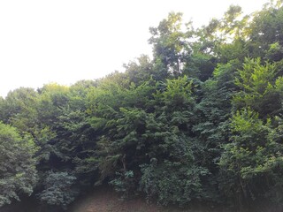 Beautiful forest photos