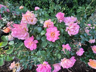 Cluster of Rosa floribunda roses in shades of pink, peach, and apricot, blooming abundantly in a vibrant garden landscape under summer sunlight.