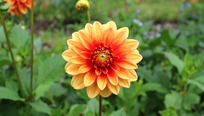 Obraz premium Orange yellow dahlia flower