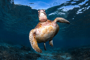 Fototapeta premium Close-up view of a green sea turtle swimming in the shallow coastal waters of Lady Elliot Island.