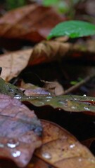 Small creature on wet forest leaves