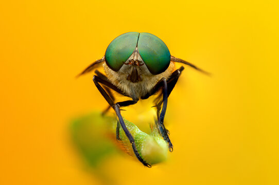 Compound eyes of Tabanus