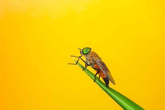 Green fly on yellow background
