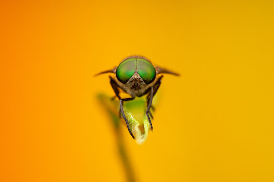 Tabanus fly frontal gaze