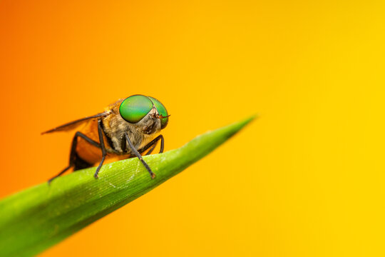Tabanus fly on green leaf