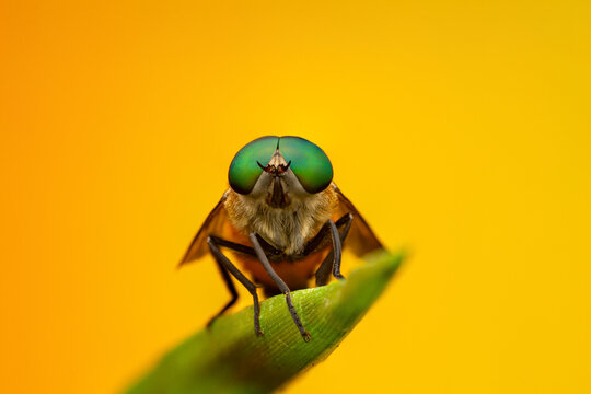 Tabanus on tropical leaf
