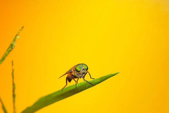 Frontal view of tabanus on leaf
