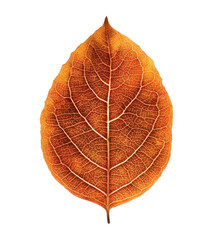 Obraz premium Beautiful single orange leaf with brown veins on a white background, png, transparent