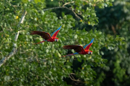 Macaw flying in Nature