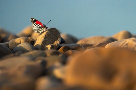 Beautiful 88 butterfly 