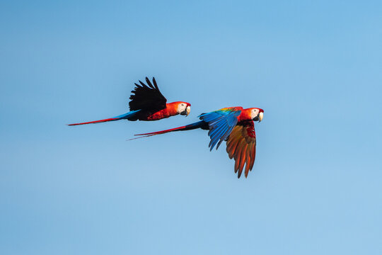 Macaw flying