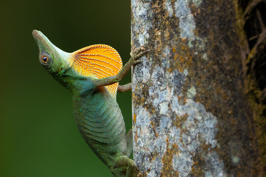Anole Lizard Display