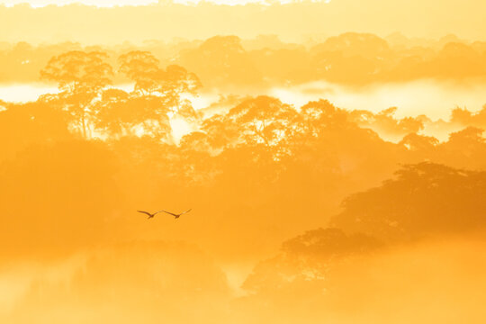Sunrise in the Amazon Jungle Rainforest. Macaws flying.