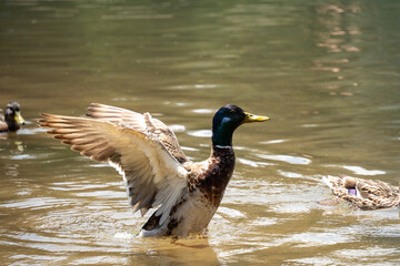 Male mallard duck (Anas platyrhynchos) with its wings extended on Black Lake in Durmitor National Park, in Zabljak, Montenegro