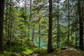 Fototapeta premium Black Lake through trees in Durmitor National Park, in Zabljak, Montenegro