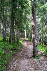 Path through the forest in Durmitor National Park, in Zabljak, Montenegro