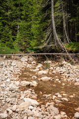 Stream in Durmitor National Park, in Zabljak, Montenegro