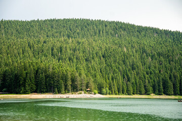 Evergreen forest on the shore of Black Lake in Durmitor National Park, in Zabljak, Montenegro