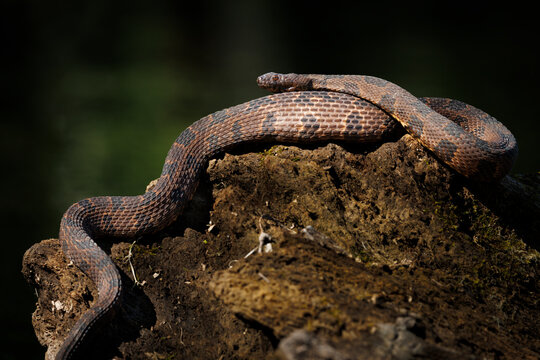 Resting Water Snake