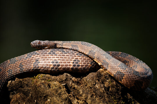 Brown Water Snake