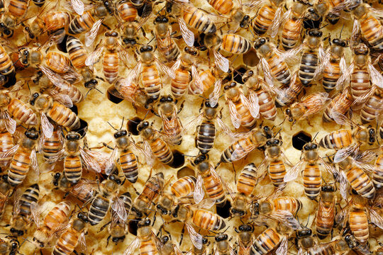 Worker Honey Bees