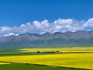 Blooming canola under blue skies in Menyuan, Qinghai
